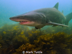 Grey nurse shark, Bushranger Bay, NSW by Mark Tuttle 